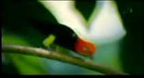 Moonwalking Bird